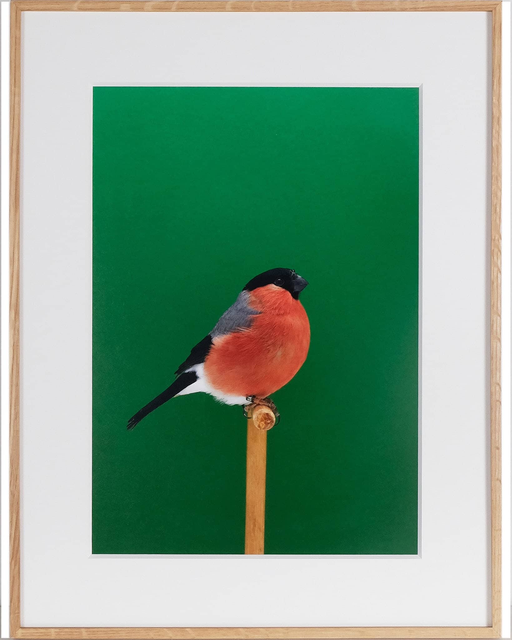Bullfinch #3 (Cock)