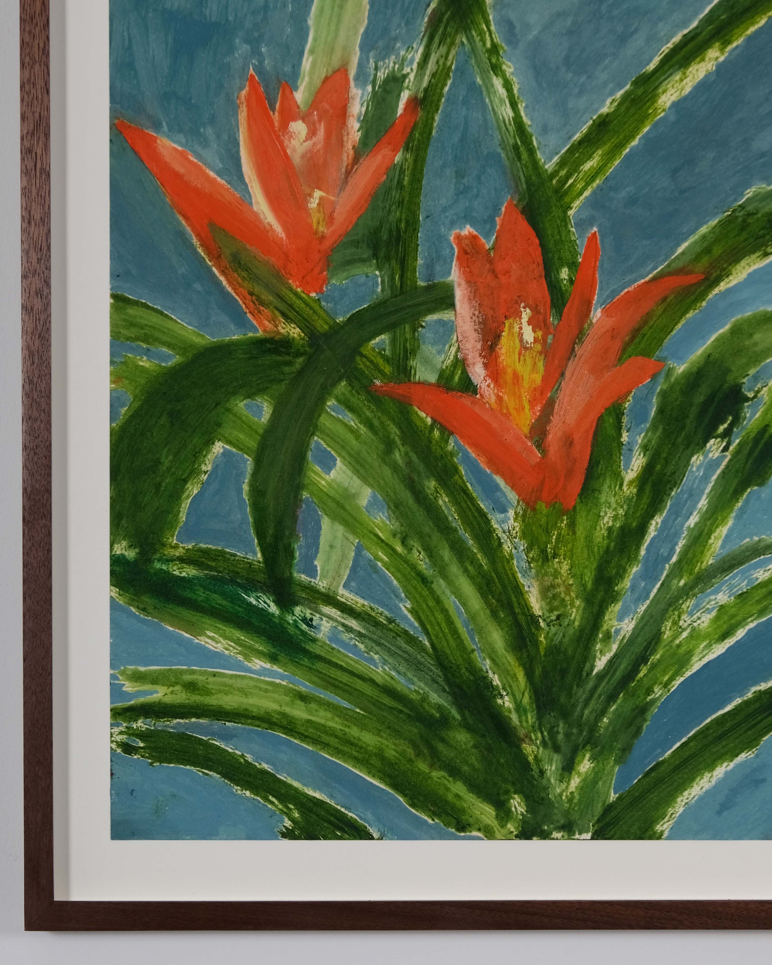 Guzmania lingulata minor
