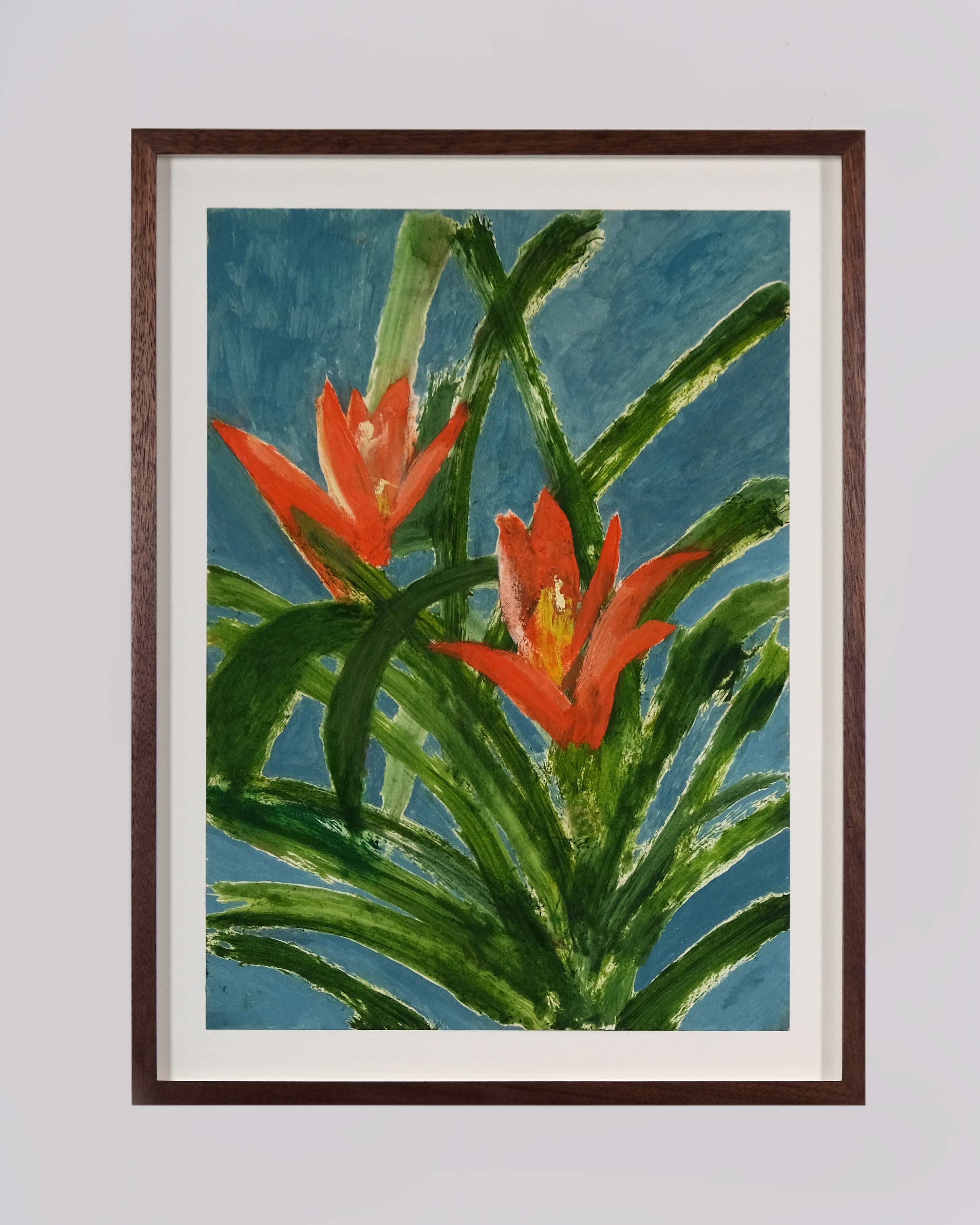 Guzmania lingulata minor